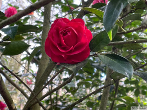 Camellia japonica Empire Rose